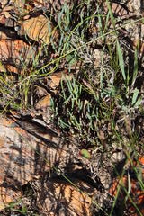 Elegia squamosa