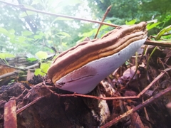 Ganoderma adspersum