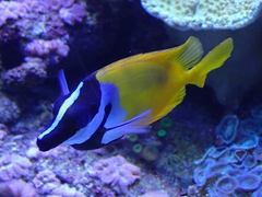 Siganus vulpinus