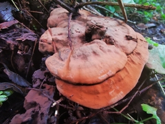 Ganoderma adspersum