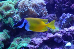 Siganus vulpinus