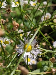 Dialictus