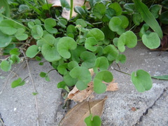 Dichondra micrantha