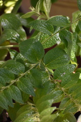 Lithospermum helleri