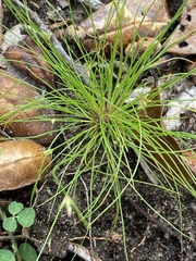 Bulbostylis stenophylla