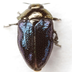 Pachyschelus secedens