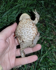 Bufo bufo