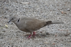 Streptopelia decaocto