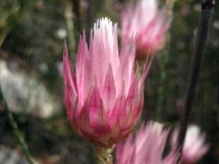 Syncarpha canescens canescens