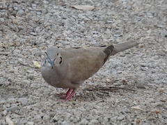 Streptopelia decaocto