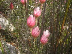 Syncarpha canescens canescens