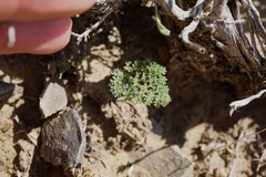 Lomatium foeniculaceum fimbriatum