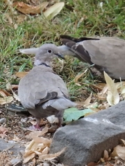 Streptopelia decaocto