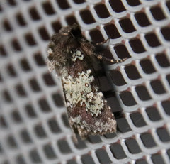 Hemibryomima chryselectra