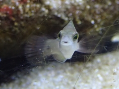 Symphodus tinca