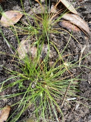 Bulbostylis stenophylla