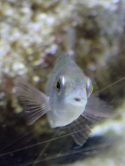 Symphodus tinca