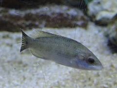 Symphodus tinca