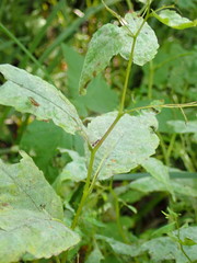 Podosphaera balsaminae