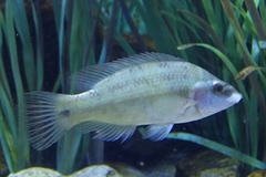 Symphodus tinca