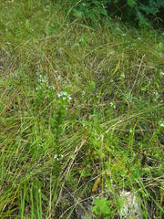 Euphrasia micrantha