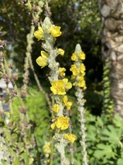 Verbascum gnaphalodes