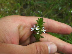 Euphrasia micrantha
