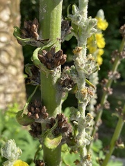 Verbascum gnaphalodes