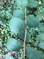Lonicera hirsuta