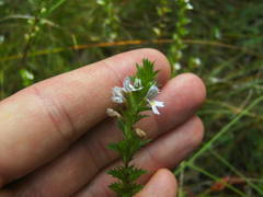 Euphrasia micrantha