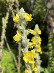 Verbascum gnaphalodes