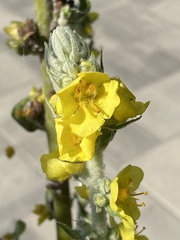 Verbascum gnaphalodes