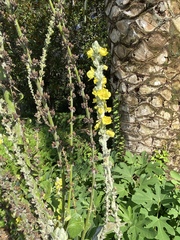 Verbascum gnaphalodes