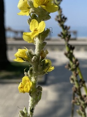 Verbascum gnaphalodes
