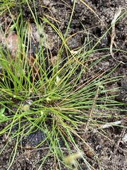 Bulbostylis stenophylla