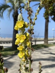 Verbascum gnaphalodes