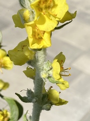 Verbascum gnaphalodes