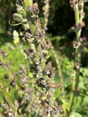 Verbascum gnaphalodes