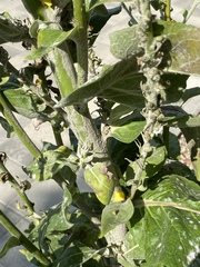 Verbascum gnaphalodes