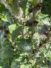 Verbascum gnaphalodes