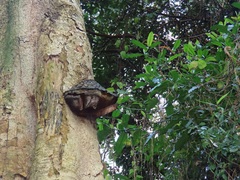 Fulvifomes elaeodendri