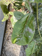 Verbascum gnaphalodes
