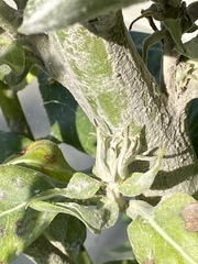 Verbascum gnaphalodes