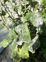 Verbascum gnaphalodes