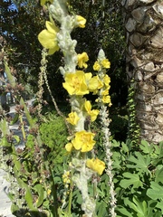 Verbascum gnaphalodes