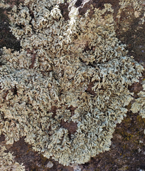 Xanthoparmelia stenophylla