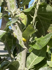 Verbascum gnaphalodes