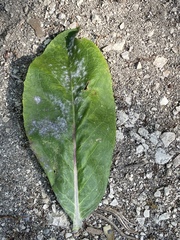 Verbascum gnaphalodes