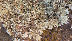 Xanthoparmelia stenophylla