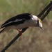Southern White-crested Helmetshrike - Photo (c) Gawie Malan, some rights reserved (CC BY-NC), uploaded by Gawie Malan